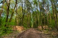 A forest road with piles of sawn trunks along the sides of the road in the spring. Forest clearing after a fire. Sunny day. Hessen Royalty Free Stock Photo