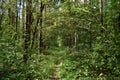 Forest road. Pine forest. Deciduous trees. Green grass. Rowan