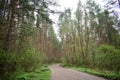 Forest road through a pine forest. The grass is green near tall slender trees. In the middle