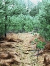 Forest road with pine trees Royalty Free Stock Photo