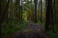 Forest road after the rain.  Birch grove. Pine forest. Green grass. The sky is in the clouds Royalty Free Stock Photo