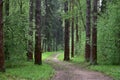 Forest road after the rain. Pine forest. Green grass. The sky is in the clouds Royalty Free Stock Photo