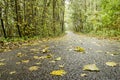 Forest road on a rainy day Royalty Free Stock Photo