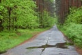 Forest road. Rainy day, spring. Royalty Free Stock Photo