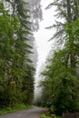 Forest road in the Redwood National Park California, USA Royalty Free Stock Photo