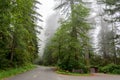 Forest road in the Redwood National Park California, USA Royalty Free Stock Photo
