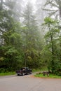 Forest road in the Redwood National Park California, USA Royalty Free Stock Photo