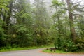 Forest road in the Redwood National Park California, USA Royalty Free Stock Photo