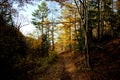 Road forestroad autumnforest sakhalin Royalty Free Stock Photo