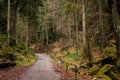 Forest road, Saxon Switzerland