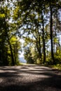 Forest road.  Great place for biking Royalty Free Stock Photo