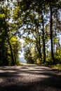 Forest road. Great place for biking