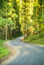 Forest road serpentine pine trees Royalty Free Stock Photo