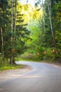 Forest road serpentine among pines Royalty Free Stock Photo