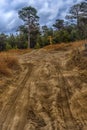 forest road Siberia