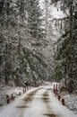 Forest road during a snowfall in Russia.