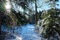 Forest road in snowy woods with sunstar in tree