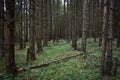 Forest Road. Spruce forest. Green grass. Tall conifers. Path through the branches of trees