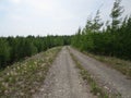 Forest road stretching into the distance between long trees.