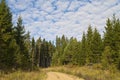 Forest Road in the summer