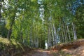 Forest road in summer birch grove Royalty Free Stock Photo