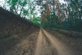 Forest road in the summer evening forest. Royalty Free Stock Photo