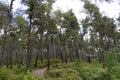 Forest road. Summer sunny forest. Nature, season and environment concept