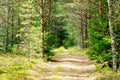 Forest Road in summer forest. A walk through the summer forest. Beautiful nature. spruce forest