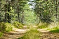 Forest Road in summer forest. A walk through the summer forest. Beautiful nature. spruce forest