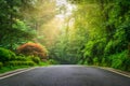 Forest Road Sun Beams and Rays Royalty Free Stock Photo