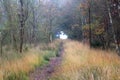 Forest road surrounded with oak trees Royalty Free Stock Photo