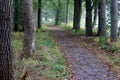 Forest road surrounded with oak trees Royalty Free Stock Photo