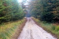 Forest road surrounded with oak trees Royalty Free Stock Photo