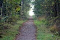 Forest road surrounded with oak trees Royalty Free Stock Photo