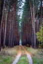 Forest road among the tall pines Royalty Free Stock Photo