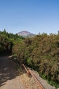 Forest road. Teide volcano in the background.