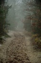 A forest road in a thicket of trees on a sunny day full of growing vegetation and trees. Royalty Free Stock Photo