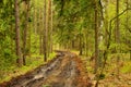 A forest road in a thicket of trees on a sunny day full of growing vegetation and trees. Royalty Free Stock Photo