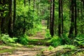 A forest road in a thicket of trees on a sunny day full of growing vegetation and trees. Royalty Free Stock Photo