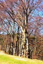 Forest. Road to the winter station and spa Poiana Brasov. Royalty Free Stock Photo