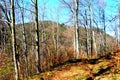 Forest in the road to the winter station and spa Poiana Brasov. Royalty Free Stock Photo