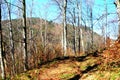 Forest in the road to the winter station and spa Poiana Brasov. Royalty Free Stock Photo