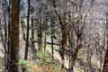 Forest in the road to the winter station and spa Poiana Brasov. Royalty Free Stock Photo