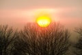 Forest Road Under Sunset Sunbeams. Beautiful sunset with orange and red clouds behind some coniferous trees. Close up. Azerbaijan, Royalty Free Stock Photo