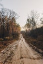 Forest road under sunset sunbeams. Lane running through the autumn pine forest at dawn or sunset