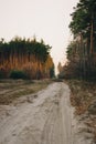 Forest road under sunset sunbeams. Lane running through the autumn pine forest at dawn or sunset