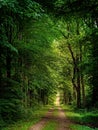 Forest road, view of an ordinary green forest Royalty Free Stock Photo