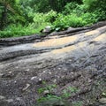 Forest road washed away by rain, road in the forest after the rain, mud and dirt on the road Royalty Free Stock Photo