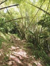 Forest road with wild tropical vegetation in the French West Indies. Steep and abrupt mountain path with bamboo in natural