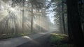 Forest road in winter lit by the sun through morning mist